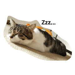 [LINEスタンプ] 猫のたろすけ 