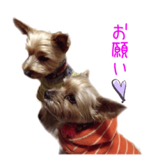 [LINEスタンプ] 可愛いヨーキー's 