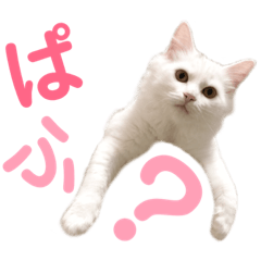 しぴぱふおばちゃん2
