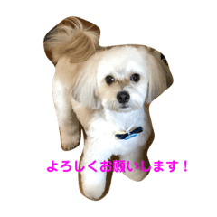 [LINEスタンプ] チョコチョコスタンプ