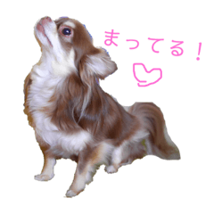 [LINEスタンプ] 茶色いチワワのももちゃんスタンプ 