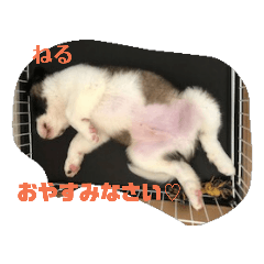 [LINEスタンプ] せんとくんスタンプ 