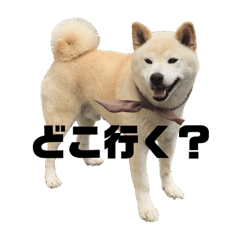 [LINEスタンプ] 犬(ケン)ちゃんスタンプ1