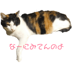 [LINEスタンプ] 猫のヒメちゃん 