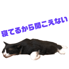 [LINEスタンプ] くたねこ碁石 