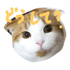 [LINEスタンプ] かんたろうスタンプ 