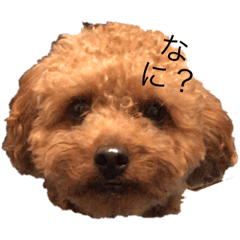 [LINEスタンプ] まめごえ 