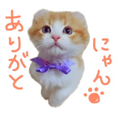 [LINEスタンプ] にゃんこず スタンプ 