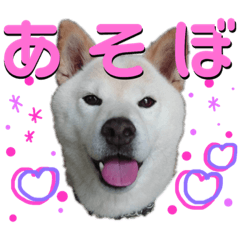 [LINEスタンプ] 犬(ケン)ちゃんスタンプ2 