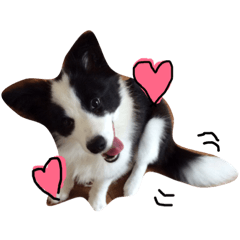 [LINEスタンプ] ボーダーコリーの"りよんちゃん" 