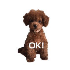 [LINEスタンプ] トイプードル cocoちゃん 