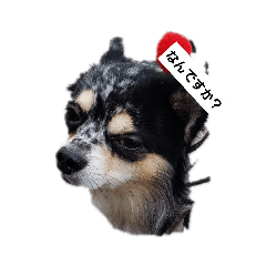 [LINEスタンプ] 愉快な犬猫 
