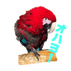 [LINEスタンプ] トリの日常で使えるスタンプ