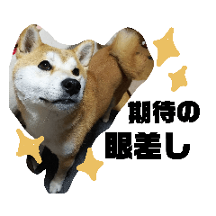 [LINEスタンプ] 柴です