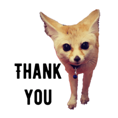 [LINEスタンプ] フェネックのてつお☆使いやすい英語挨拶編 