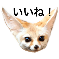 [LINEスタンプ] フェネックてつおの使いやすい挨拶スタンプ 