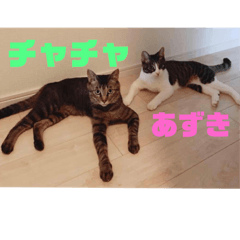 [LINEスタンプ] あずき＆チャチャ スタンプ