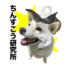 [LINEスタンプ] 柴犬スタンプ（ちんすこう研究所） fetchpriority=high