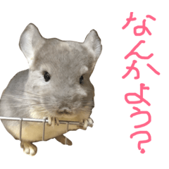 [LINEスタンプ] チンチラのソラです fetchpriority=high