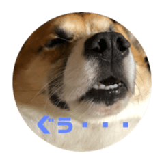 [LINEスタンプ] コーギーやまとチワワくぅ 