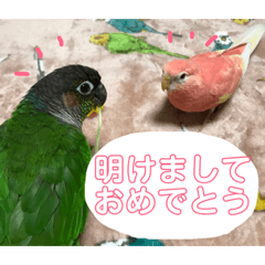 [LINEスタンプ] アキクサインコとウロコインコのお正月