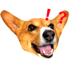 [LINEスタンプ] マルパピとコーギー 