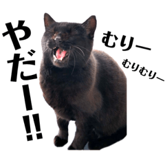 [LINEスタンプ] ツンデレ 野良猫 くろちゃん ②