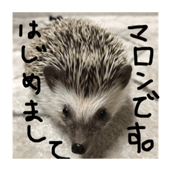 [LINEスタンプ] 日常で使えるマロンちゃん 
