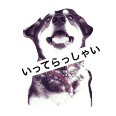 [LINEスタンプ] 愛犬なっちゃん 