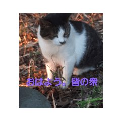[LINEスタンプ] ねこっちです 