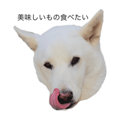 [LINEスタンプ] 白い犬ワン