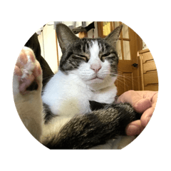 [LINEスタンプ] うちのユニちゃん