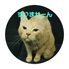 [LINEスタンプ] 猫のネイマールとカカと犬！？