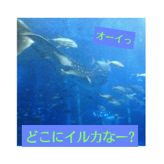 [LINEスタンプ] イルカ大好き‼️ 