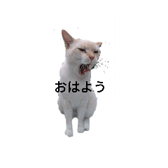[LINEスタンプ] 日常にゃんこスタンプ 