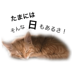 [LINEスタンプ] きなこの日常8