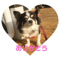 [LINEスタンプ] チワワのはなたん 
