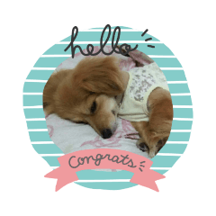 [LINEスタンプ] うた かわいいペキックス 