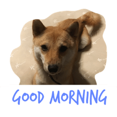 [LINEスタンプ] 柴犬きゅん太日常 