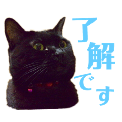 [LINEスタンプ] キキとみかんの日常スタンプ 