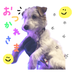 [LINEスタンプ] ジャックラッセルテリアのCoco