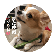 [LINEスタンプ] 佐藤家のちゃちゃまるくん02 