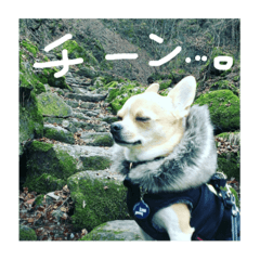 [LINEスタンプ] 表情豊かなチワワのちぃちゃん 