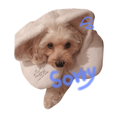 [LINEスタンプ] 可愛い犬たち 第2弾 