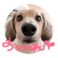 [LINEスタンプ] ゃぉぃの 