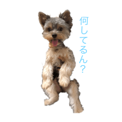 [LINEスタンプ] わるがきソラ 