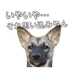 [LINEスタンプ] 犬なのにウルフ3