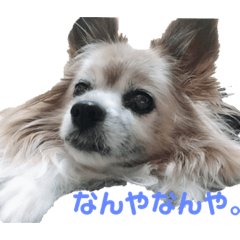 [LINEスタンプ] パピヨンのパティ
