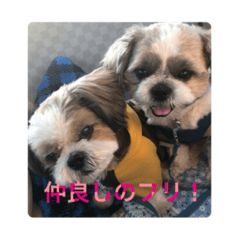 [LINEスタンプ] シーズー大好きまる。 