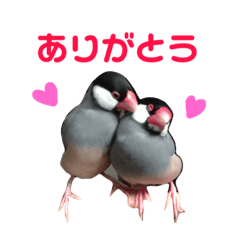 [LINEスタンプ] ほんわか、とりさんスタンプ3【実写版】 
